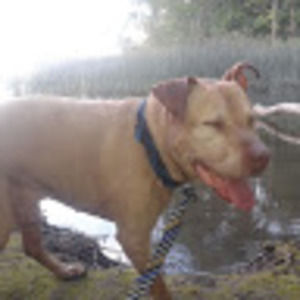 Meet your Posher, Devon